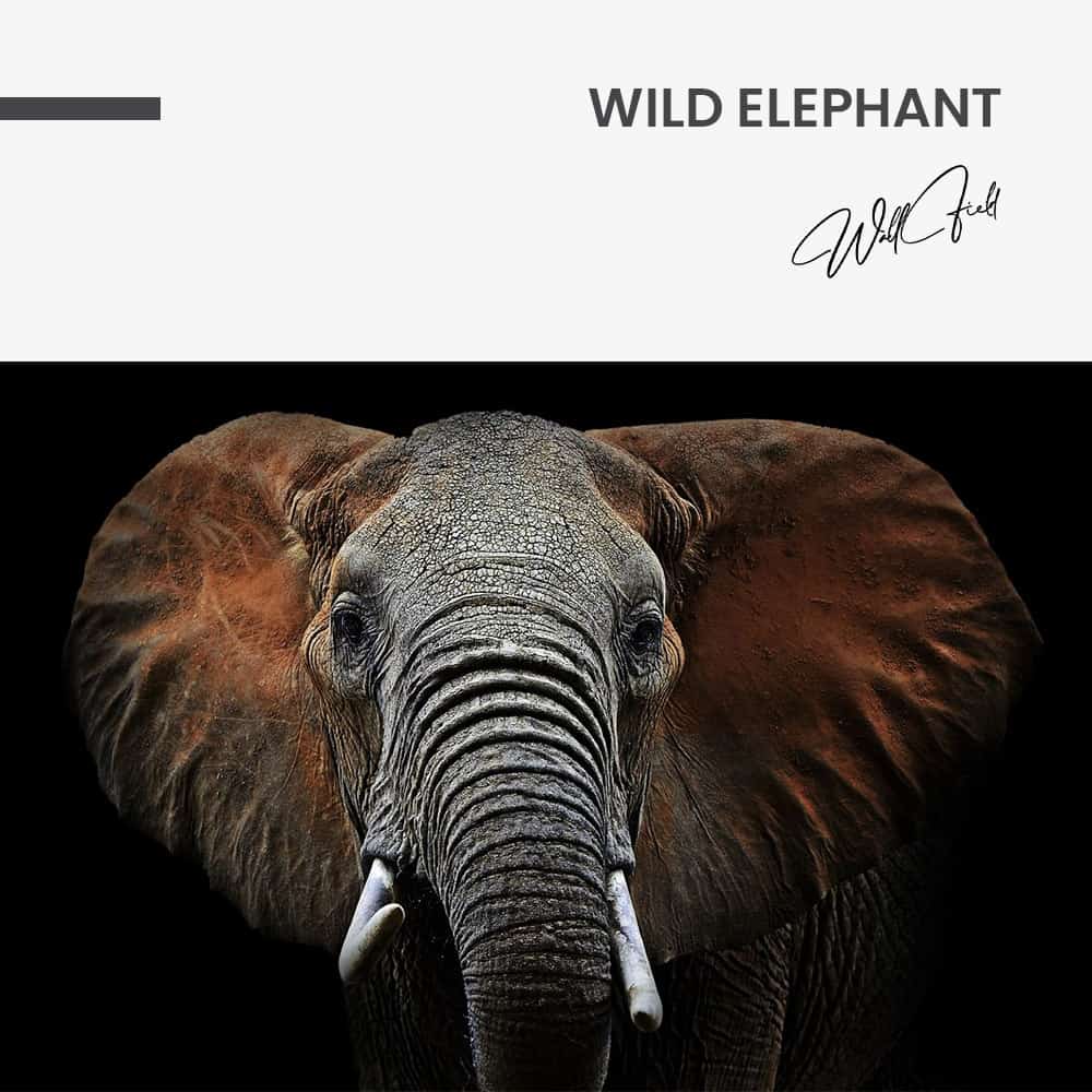 Wild Elephant – Glas