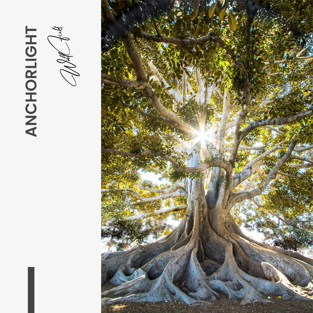 Anchorlight – Glas