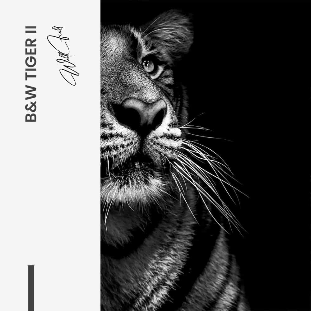 Bundle: "B&W Tiger" (2x) – Glas