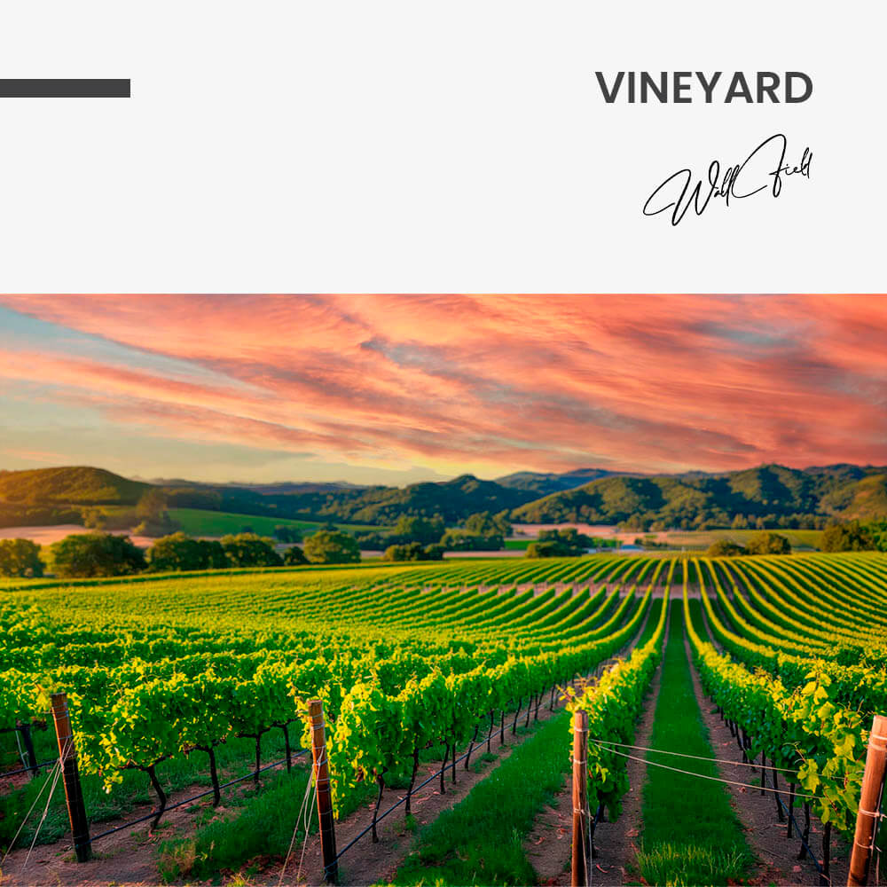 Vineyard – Glas
