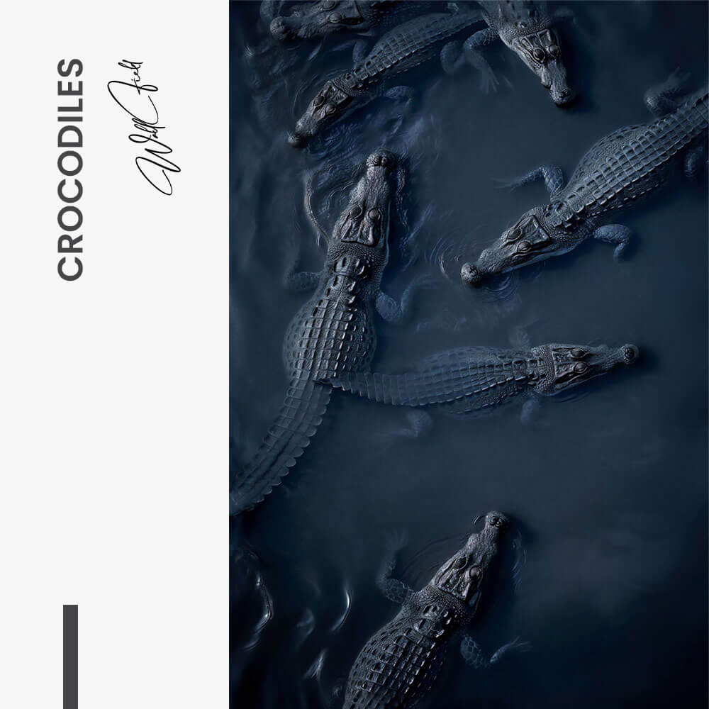 Crocodiles – Glas