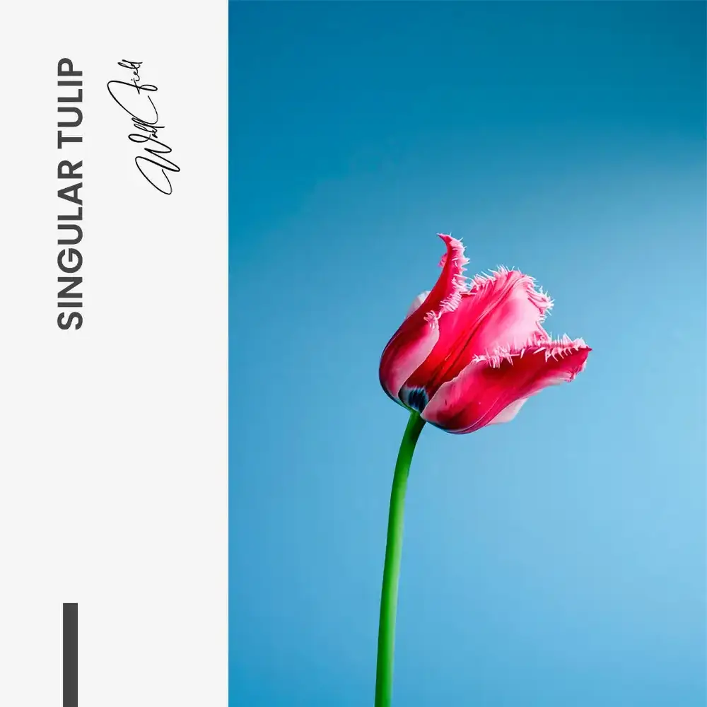 Singular Tulip – Glas