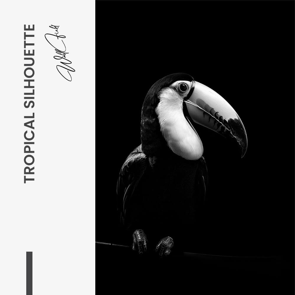 "Tropical Silhouette"