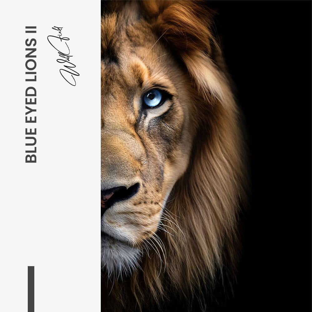Bundle: "Nº5" (3x) - Glas