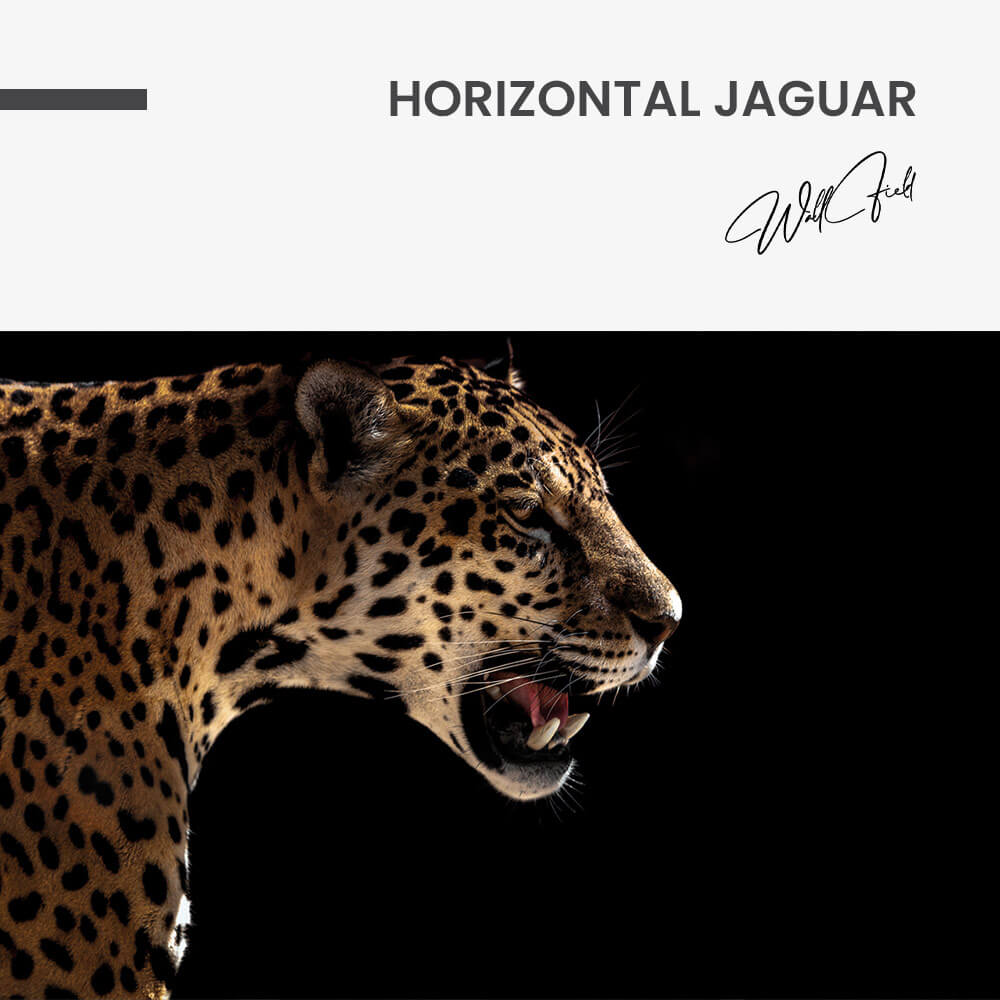 Horizontal Jaguar – Glas