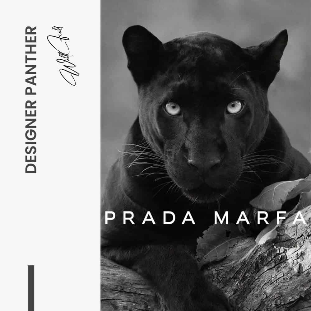 Designer Panther - Glas