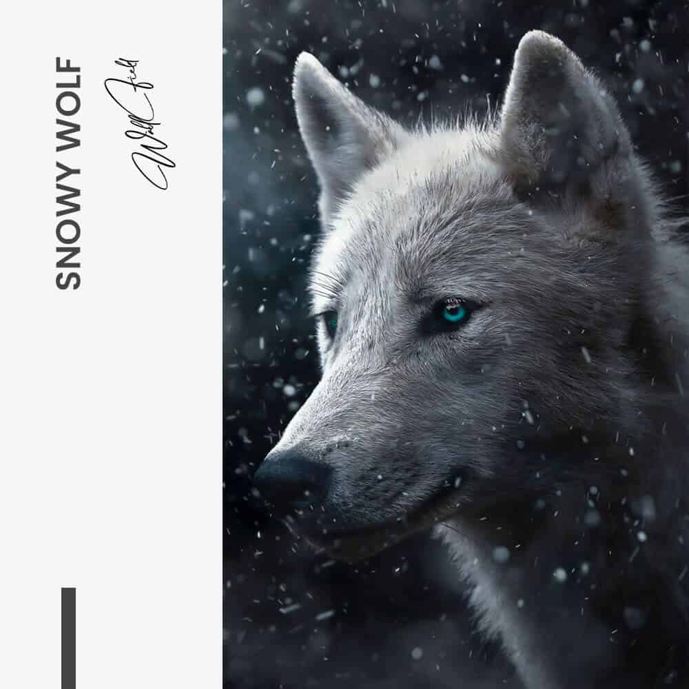 Snowy Wolf - Glas