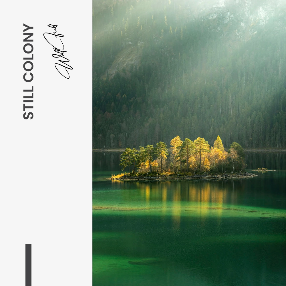 "Still Colony"
