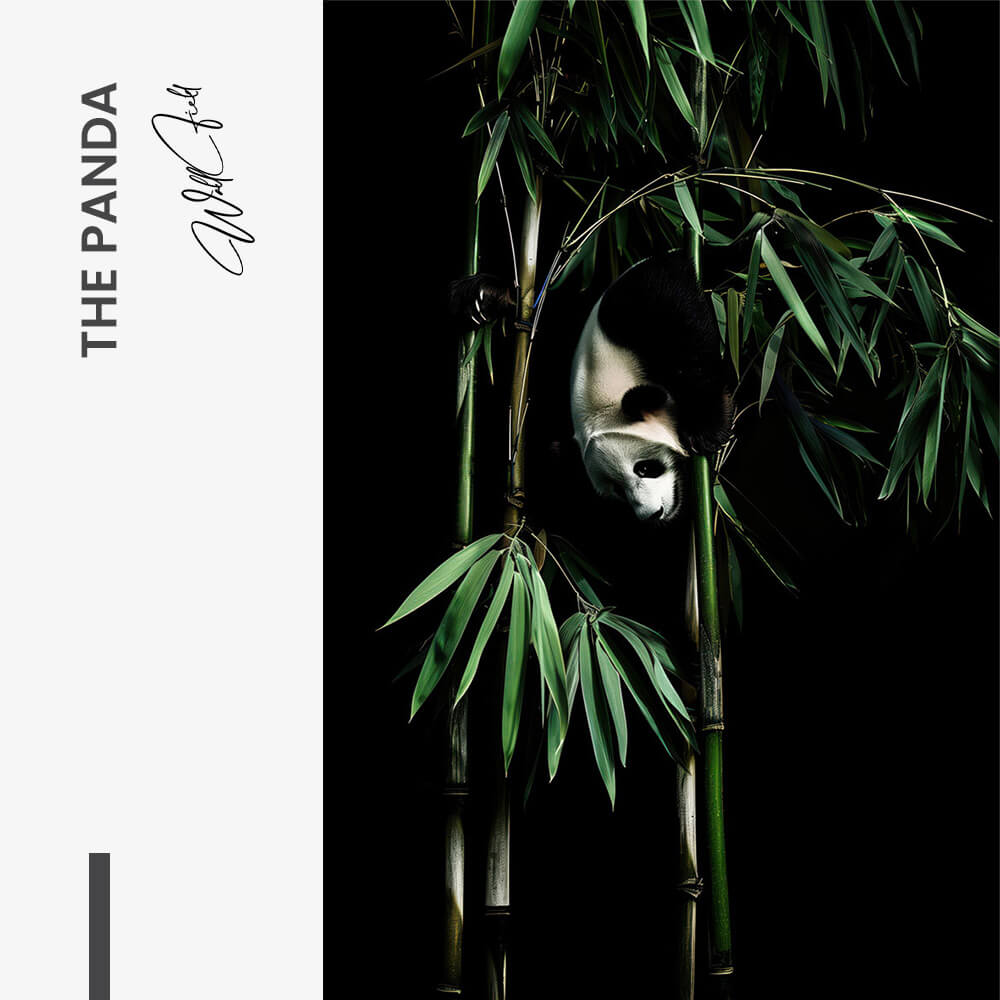 "The Panda"
