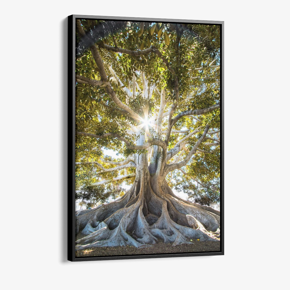 "Anchorlight"