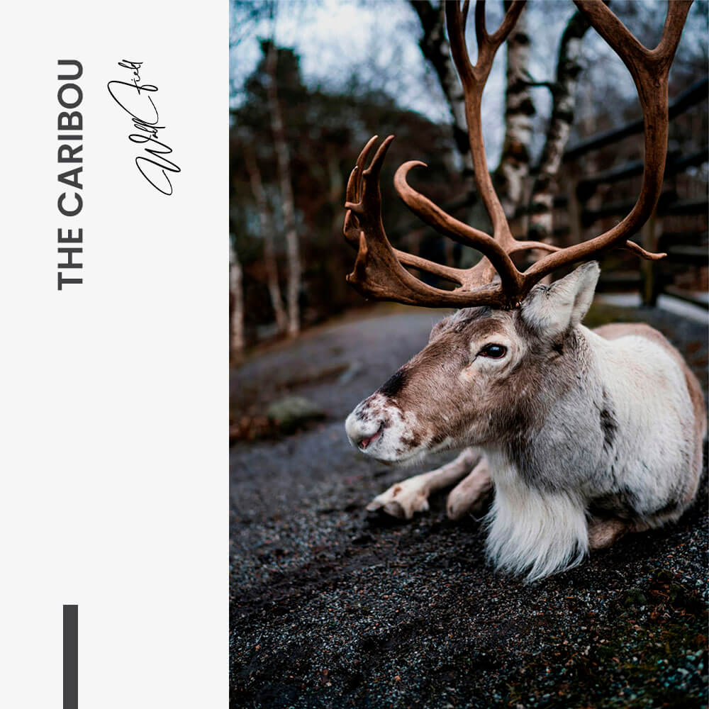 The Caribou – Glas