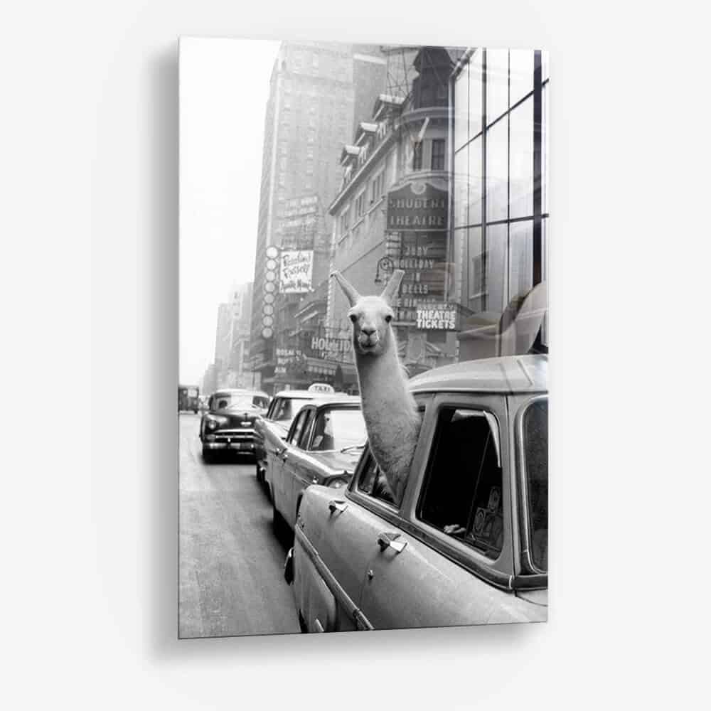 New York Lama - Glas