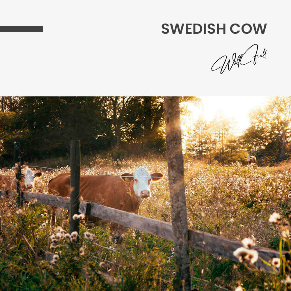 Swedish Cow – Glas