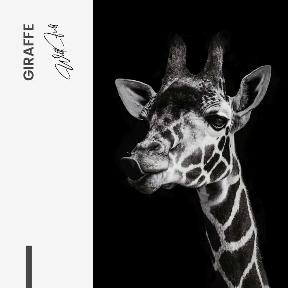 Giraffe - Glas