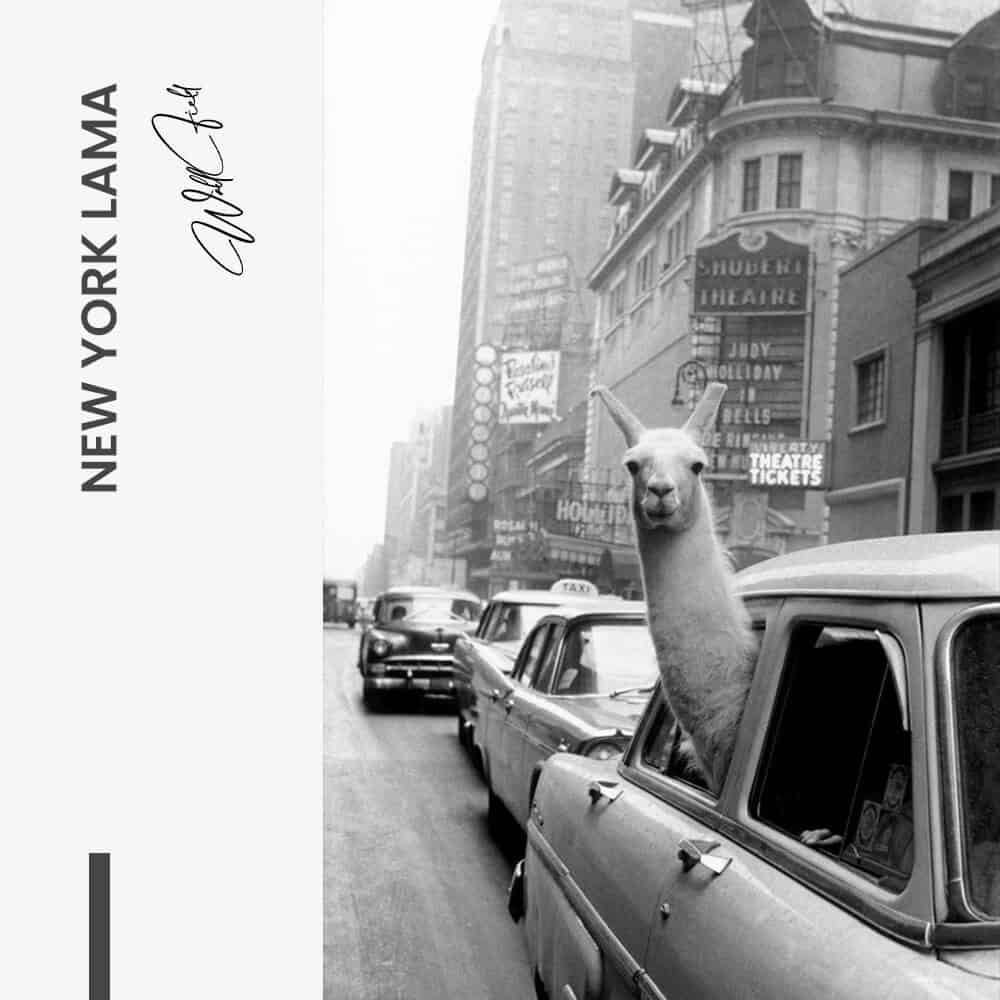 New York Lama - Glas