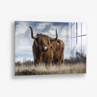 Muskox - Glas