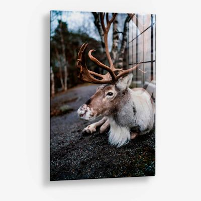 The Caribou – Glas