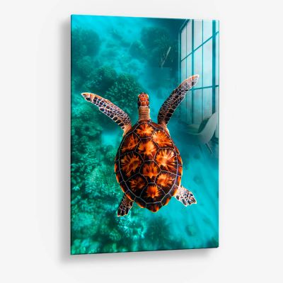 Sea Turtle VT – Glas