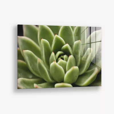 Thorn Array – Glas