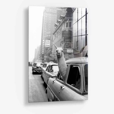 New York Lama - Glas